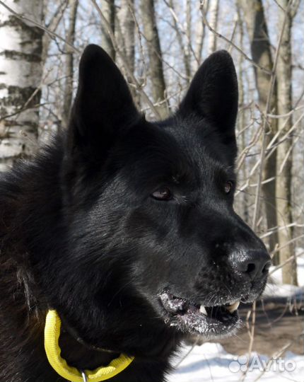 Щенки крупных черных немецких овчарок 2.5 месяца