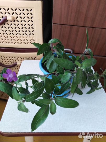 Комнатные цветы и их отростки