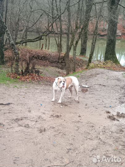 Американский бульдог