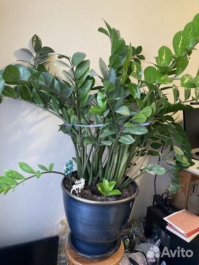 Замиокулькас