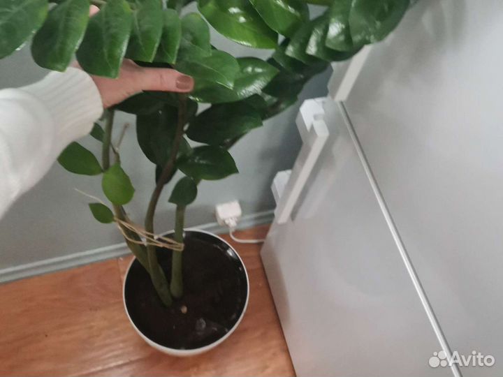 Замиокулькас