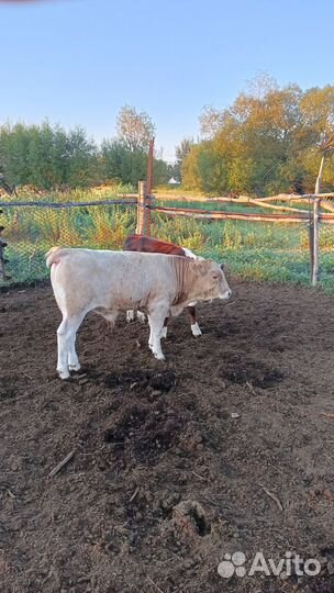 Продаётся бычки и тёлки