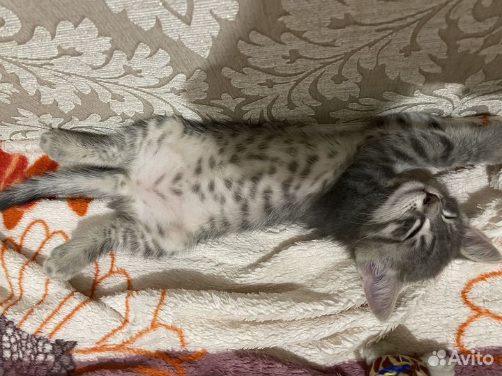 Одам котенка