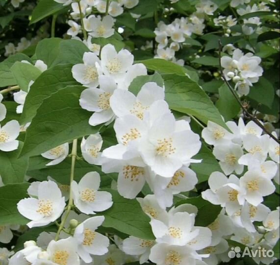 Жасмин чубушник саженцы