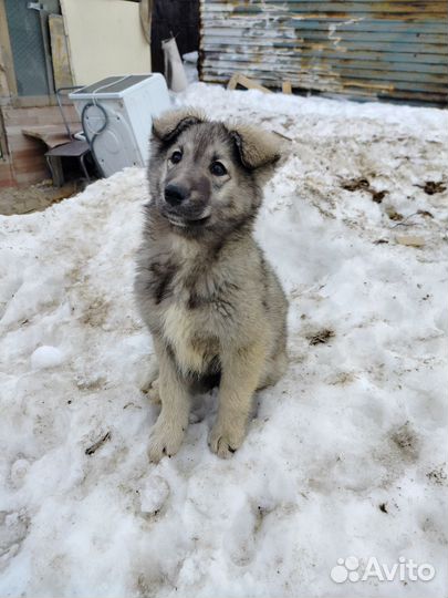 Собака в добрые руки щенок