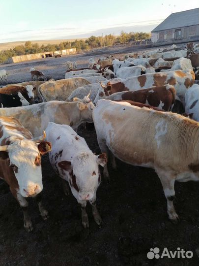 Телочки и лошади