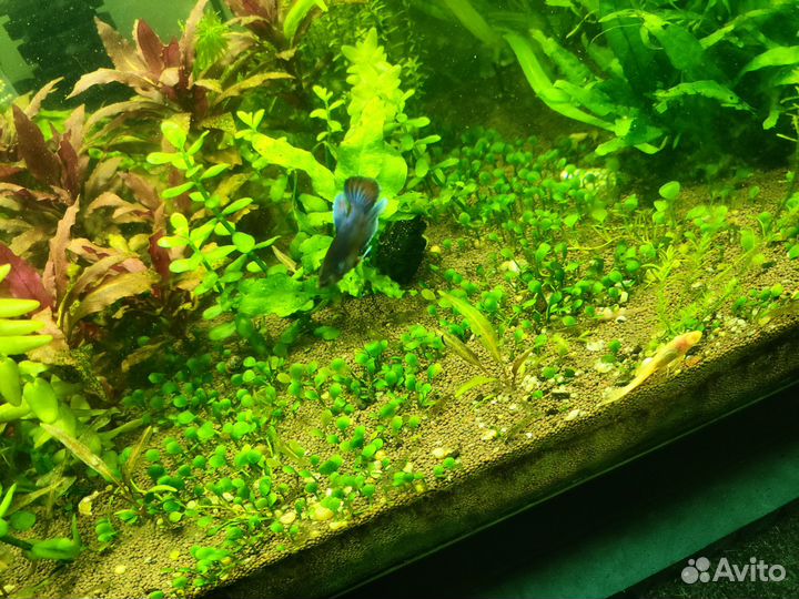 Рыбка петушок самцы и самки