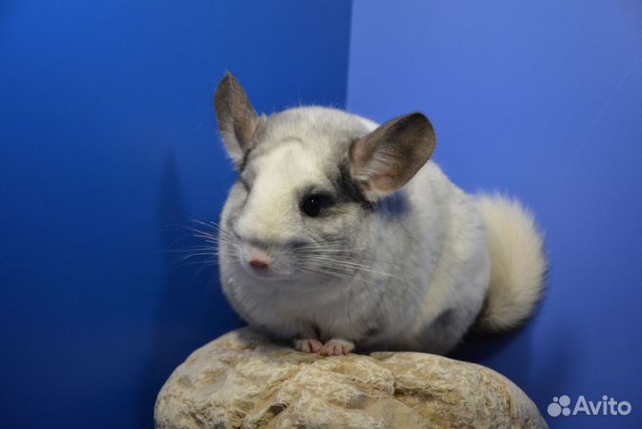 Шиншилла Белый бархат, самка