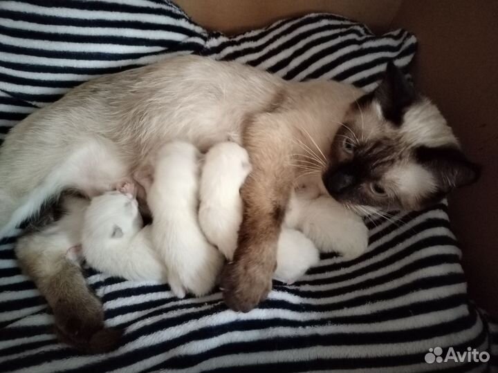 Тайские котята