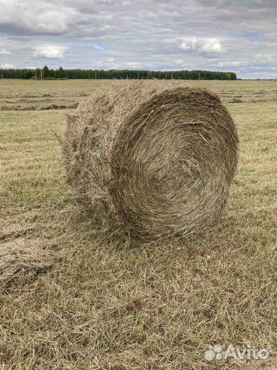 Сено в тюках