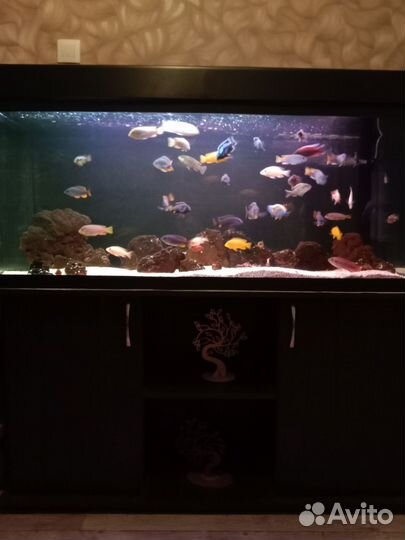 Аквариум +тумба