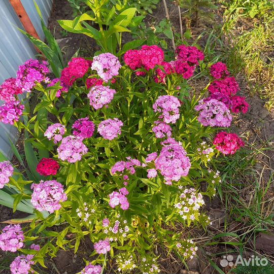 Гвоздика папоротник бадан хоста ирис