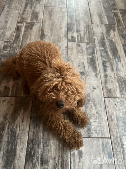 Продам мини пуделя