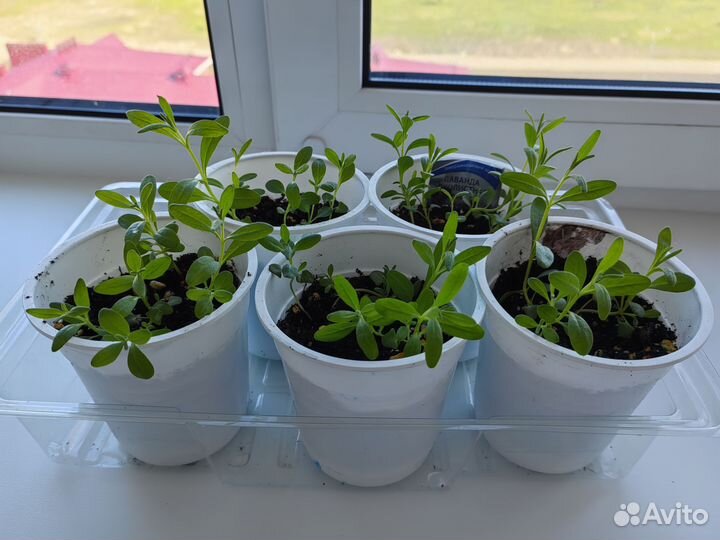 Рассада лаванды. Сорт Прованс