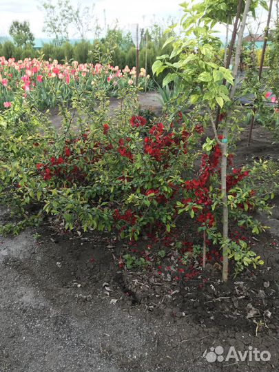 Айва японская