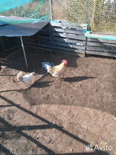 Продам петуха