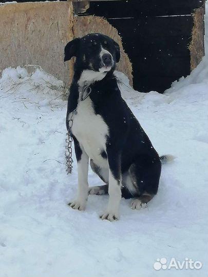 Собака в добрые руки отдам бесплатно