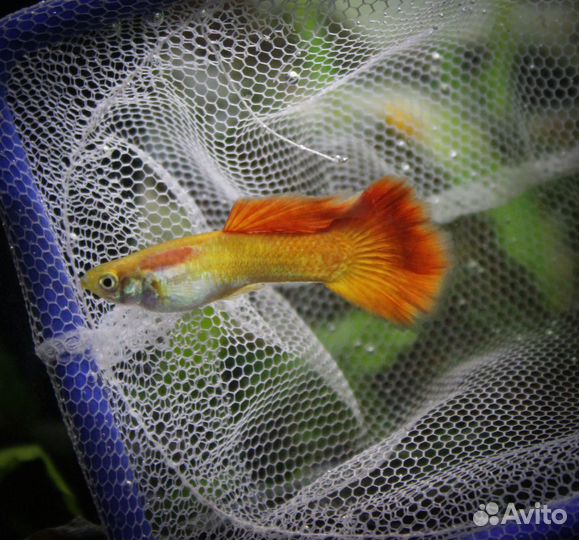 Сомы, Креветки, Гуппи, Улитки, Растения