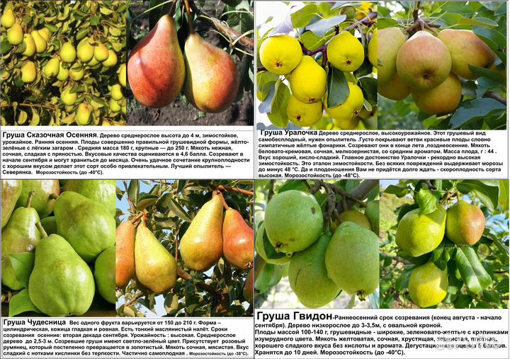 Абрикос, груши, сливы, декоративные яблони