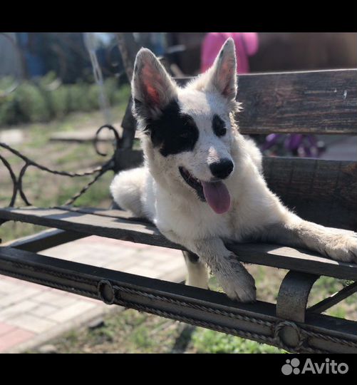 Собака из приюта