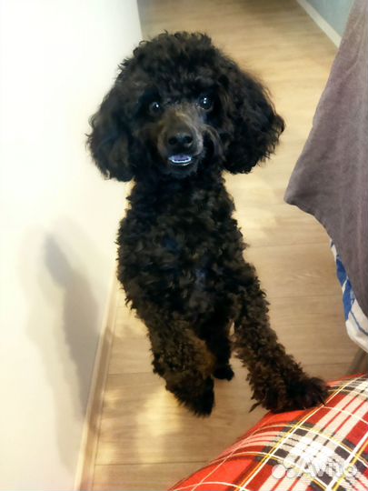 Вязка собак