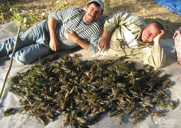 Скупка раков у рыбаков, быстрый расчет