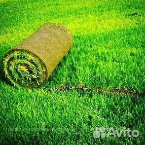Рулонный газон