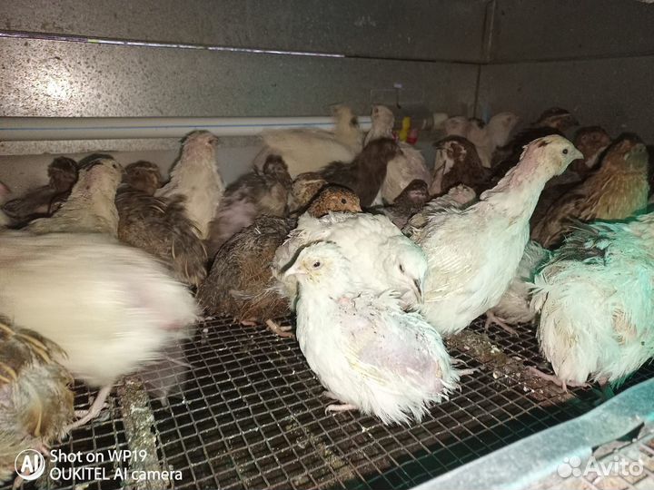 Перепела на корм животным