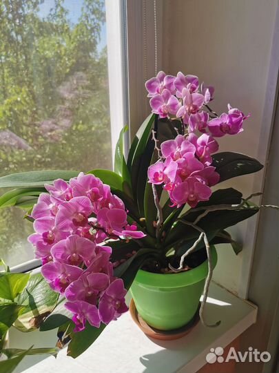 Комнатные растения