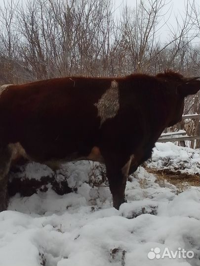 Продажа крс