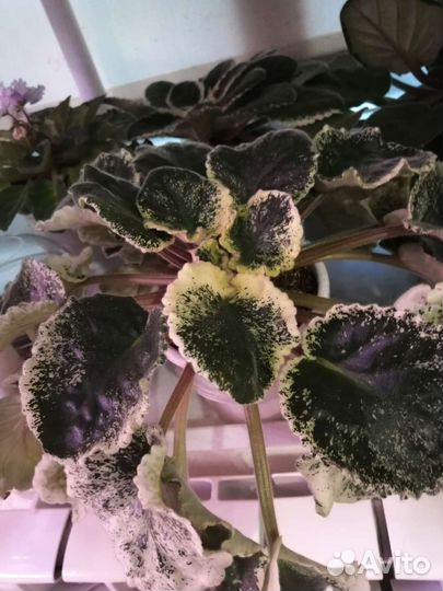 Фиалка взрослые растения