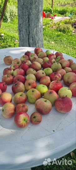 Сушеные яблоки