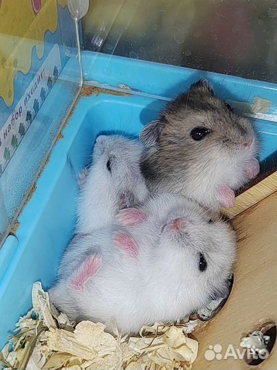 Хомячок. Джунгарик