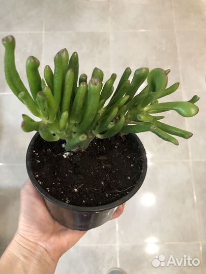 Крассула хоббит