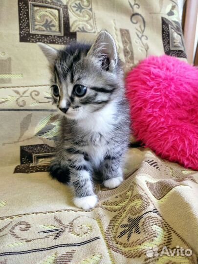 Котята отдам даром