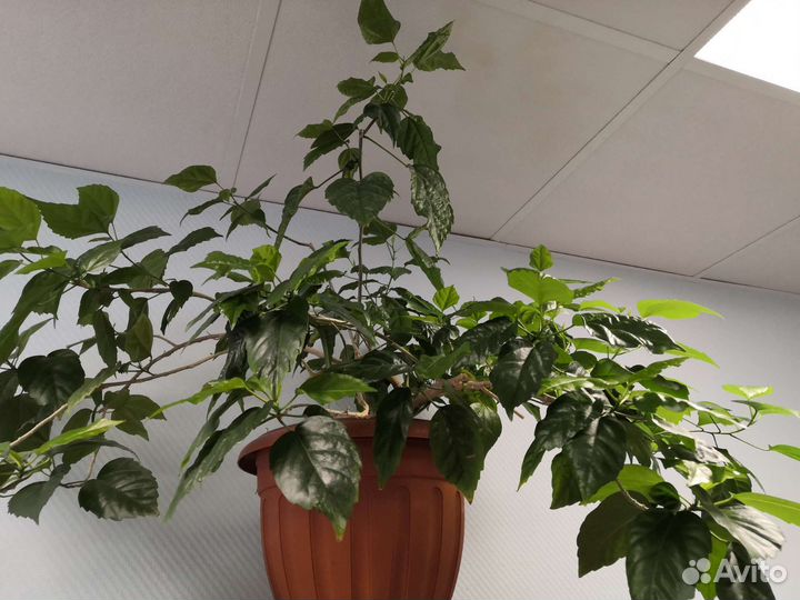 Роза комнатная