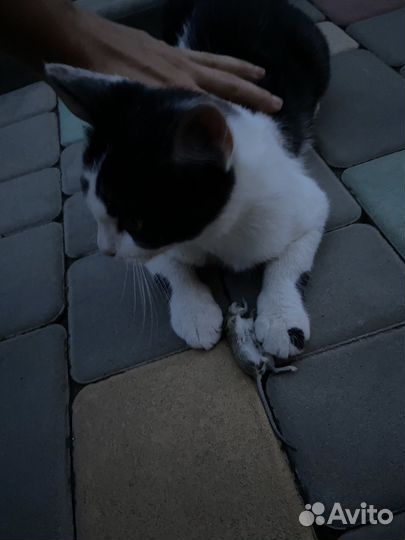 Кошка мышеловка