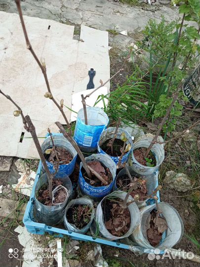 Саженцы винограда сорт Восторг 2- х летние