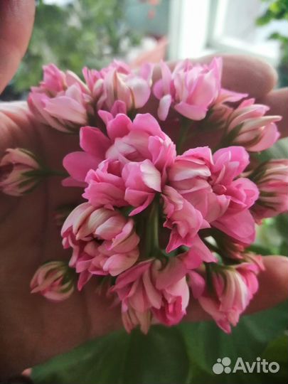 Пеларгония герань