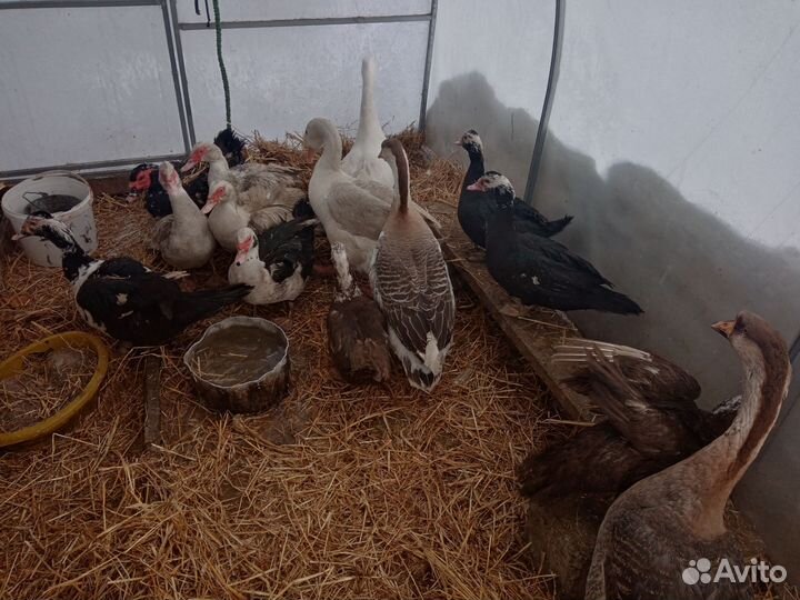 Селезни, утки