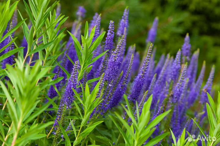 Вероника колосистая