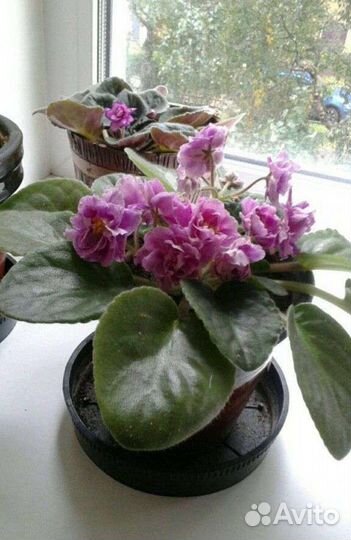 Фиалка ярко розовая, сортовая