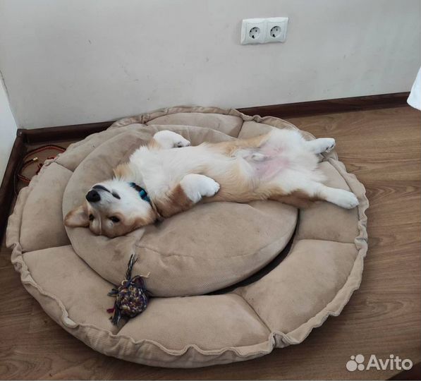 Лежанка для собак на заказ