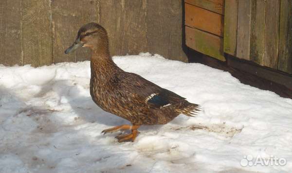 Тульские подсадные утки