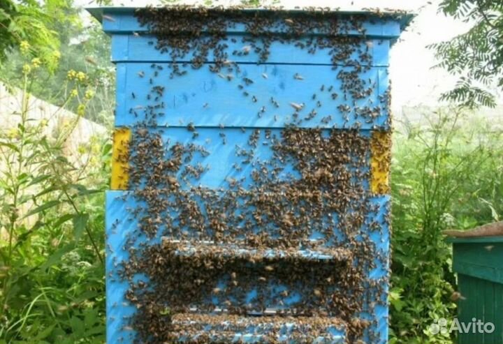 Пчелиные ульи