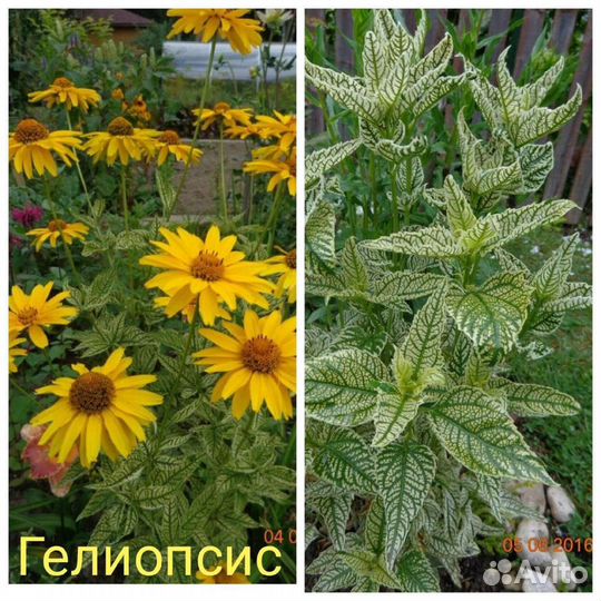 Семена многолетних цветов