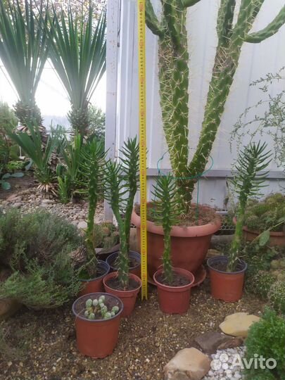 Кактусы и агавы