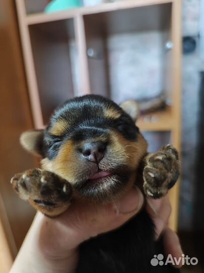 Йоркширский терьер супер мини