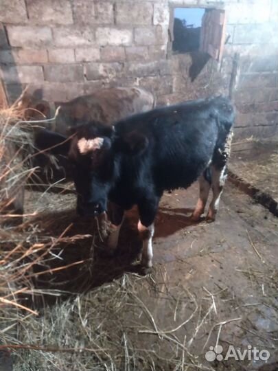 Телята телочки