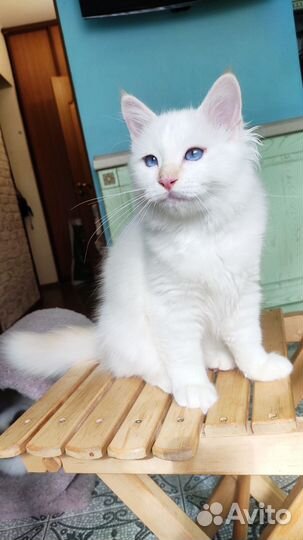 Котята священная бирма